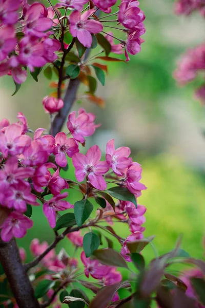 Fruktträd Blom Rosa Blommor Våren Koncept — Stockfoto