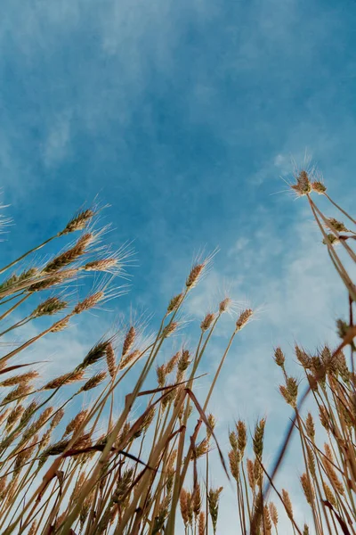 蓝天和麦田谷类植物自然食品 — 图库照片