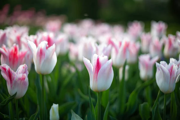 Natur Hintergrund Weiß Rosa Tulpen Feld — Stockfoto