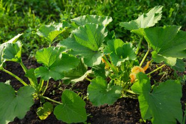 Sebze bahçesinde çiçek açan kabak bitkileri organik.