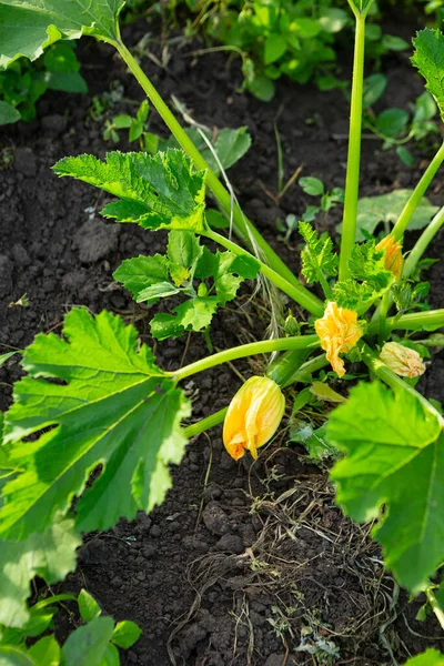 Blooming Zucchini Plants Vegetables Garden Organic Food — Stockfoto