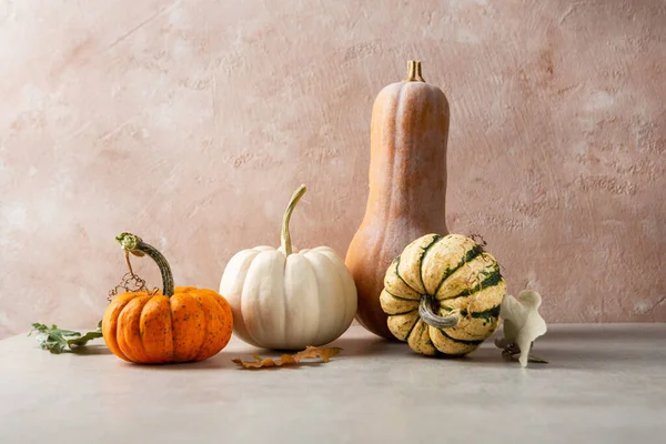 Autumn Pumpkin Set Holiday Concept Copy Space — ストック写真