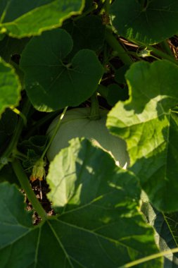 Young pumpkin growing in the garden food