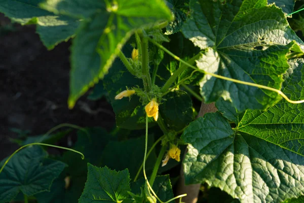 Flowers Cucumber Plant Garden Concept Food Cultivation — Stock fotografie