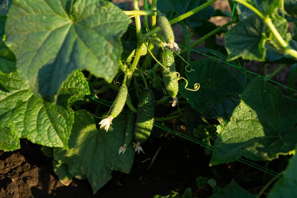 Small Cucumbers Plant Support Grid Garden Organic Food — Stok fotoğraf