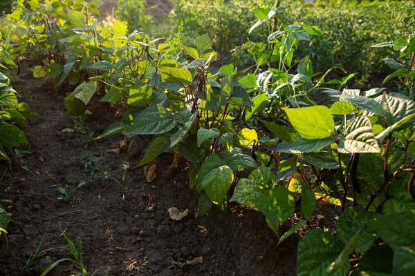 Vegetables Garden Green Beans Sunlight — Stock Photo, Image