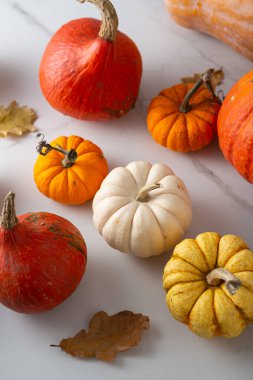 Sonbahar çeşitli balkabağı tatil arka plan konsepti üst görünümü