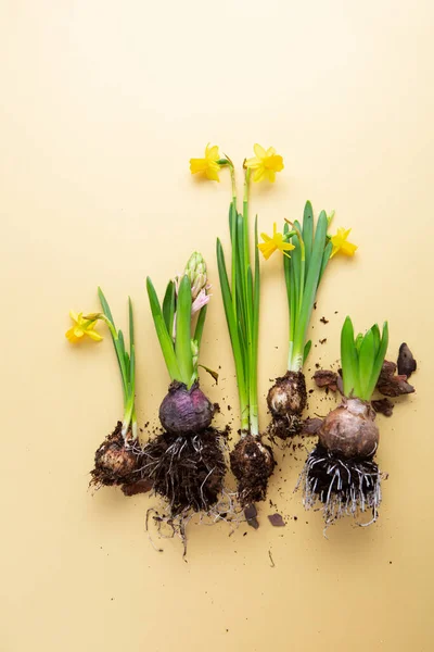 Narcisi Primaverili Giacinti Con Tuberi Vista Dall Alto — Foto Stock