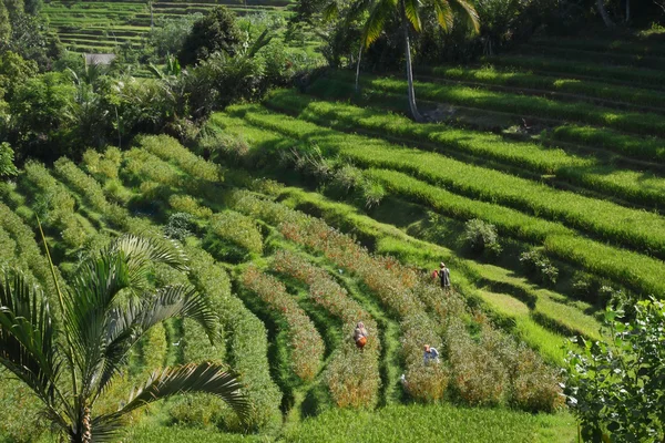 Agricultores indonésios que colhem em terraços de arroz — Fotografia de Stock