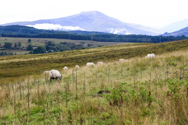 Sheep in the field — Stock Photo, Image