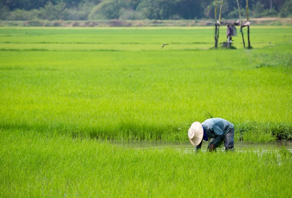 Agricultor plantando broto de arroz na Tailândia — Fotografia de Stock