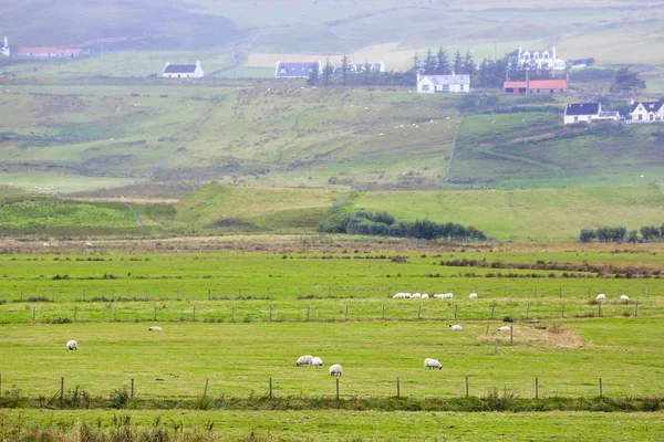 Sheep in the farm — Stock Photo, Image