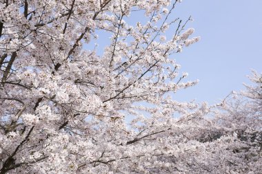 Kiraz çiçeği ya da Japonya'da çiçeklenme Sakura