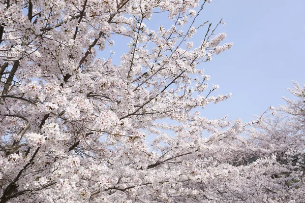 桜または日本に咲くさくら — ストック写真