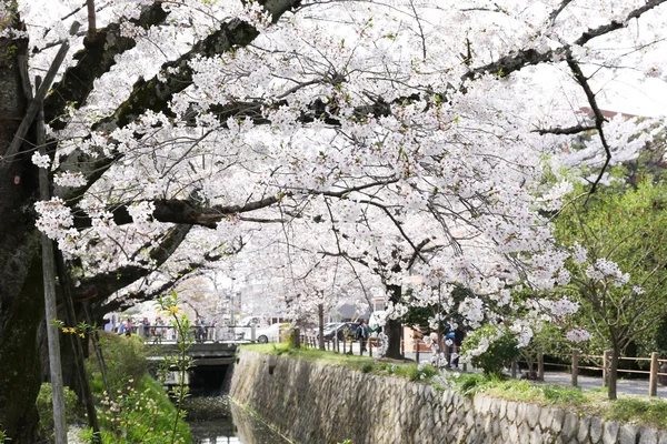 Körsbärsblommor eller Sakura blommar i Japan — Stockfoto