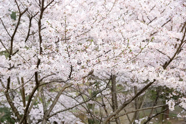 Flor de cereja ou Sakura florescendo no Japão — Fotografia de Stock