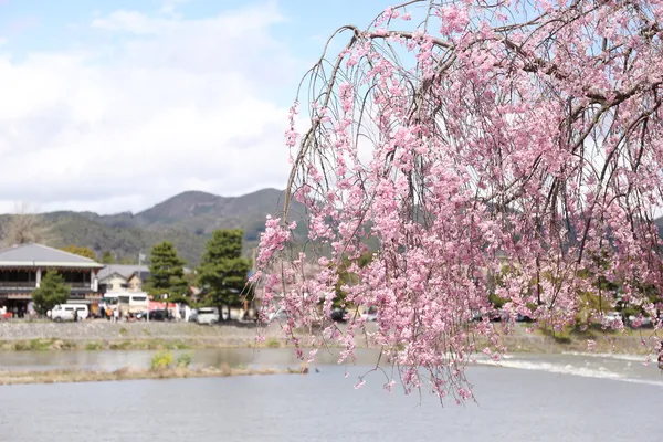 Třešňový květ nebo kvetoucí sakury v Japonsku — Stock fotografie