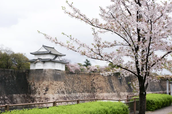 Sakura kwiat z twierdzy zamek osaka w tle, osaka, — Zdjęcie stockowe