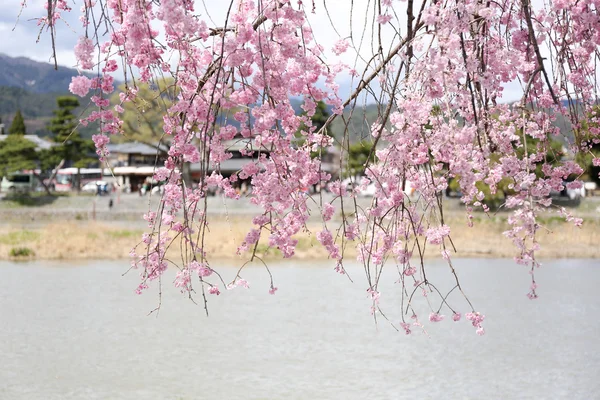 Körsbärsblommor eller Sakura blommar i Japan — Stockfoto