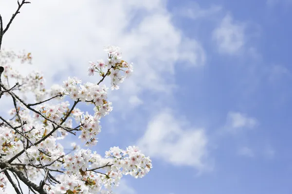 桜または日本に咲くさくら — ストック写真
