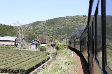 ilkbaharda yeşil çay çiftlik tarafından geçen tren
