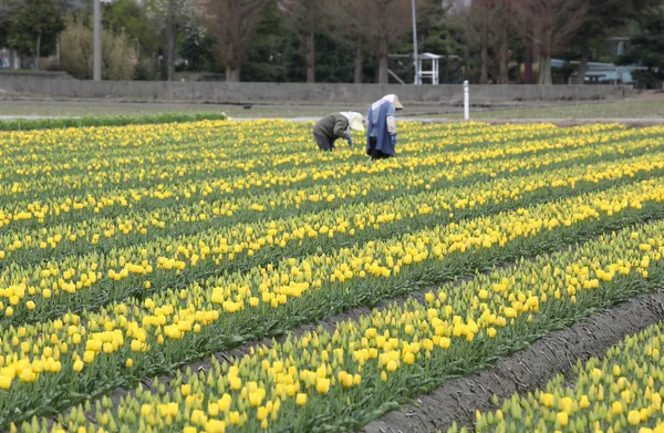 背景の農民との黄色いチューリップの農場 — ストック写真