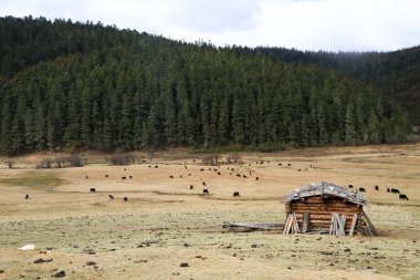 orman içinde geçmiş, Çin ile çim arazi yaks