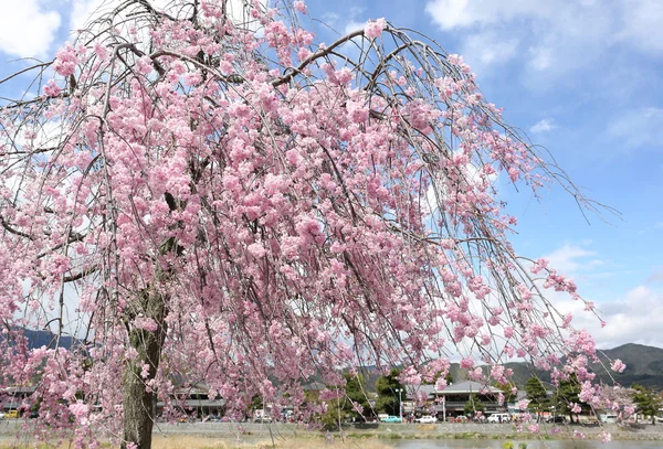 Цветение сакуры или цветение сакуры в Японии — стоковое фото