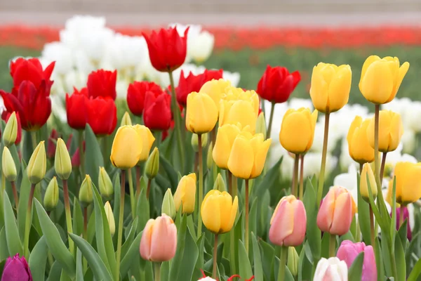 Tulip flowers — Stock Photo, Image