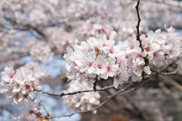 桜または日本に咲くさくら — ストック写真