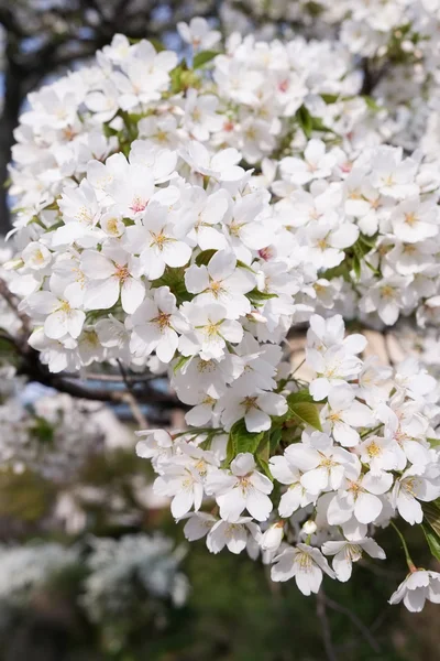 Kiraz çiçeği ya da Japonya'da çiçeklenme Sakura — Stok fotoğraf