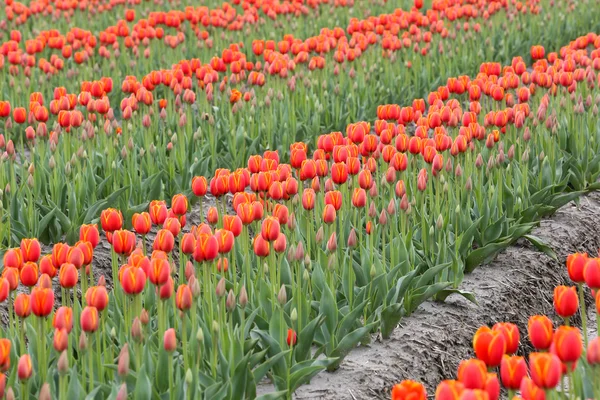 Red tulip flowers in the farm — Stok Foto