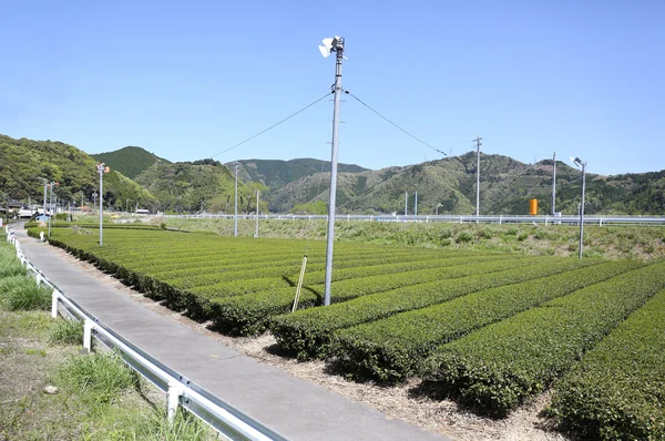 Green tea farm in early spring ready to harvest — Stock Photo, Image