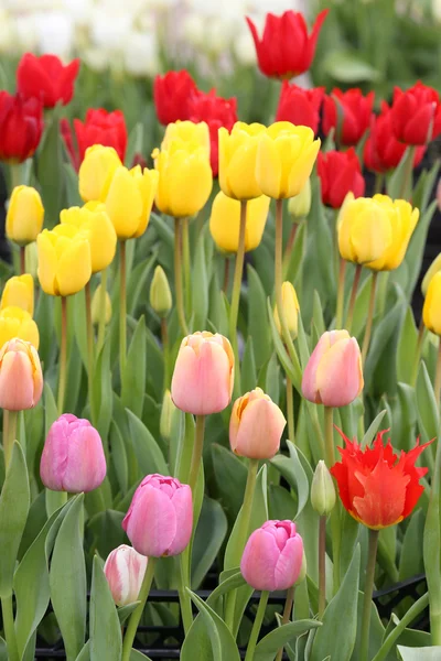 Tulip flowers — Stock Photo, Image