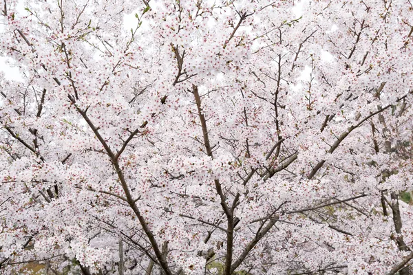 桜または日本に咲くさくら — ストック写真