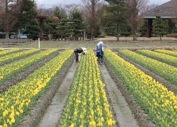 Farmers picking up yellow tulip flowers in the farm — Stock Photo, Image