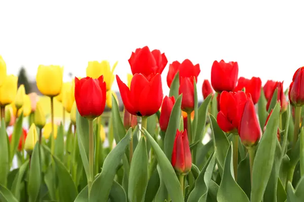 Tulip bunga — Stok Foto