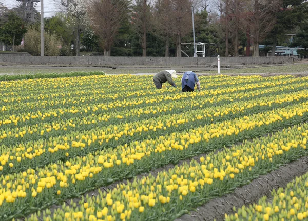 Farmers picking up yellow tulip flowers in the farm — Stock Photo, Image