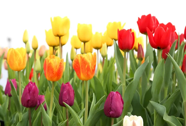 Tulip flowers — Stock Photo, Image