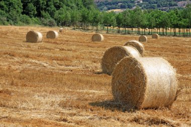 bir alan üzerinde saman dolu rulo
