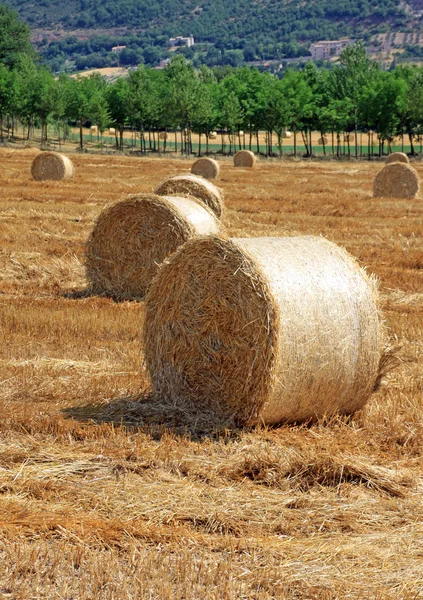 Packed roll of hay on a field — Stock Photo, Image