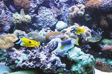 acquarium denizaltı yaşamı ile