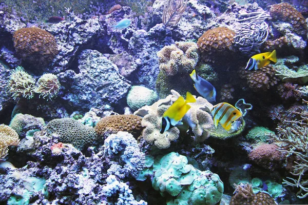 Aquarium mit Unterwasserleben — Stockfoto