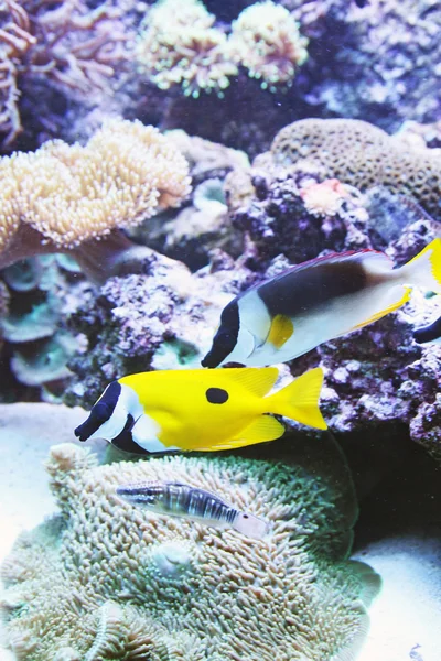海底の生活水族館 — ストック写真