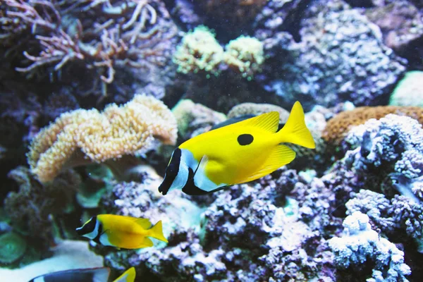Аквариум с подводной жизнью — стоковое фото
