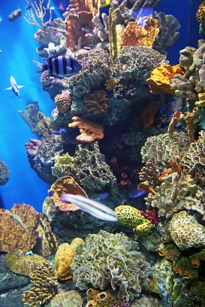 海底の生活水族館 — ストック写真