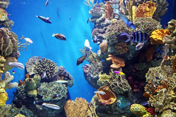 Acquario con vita sottomarina — Foto Stock