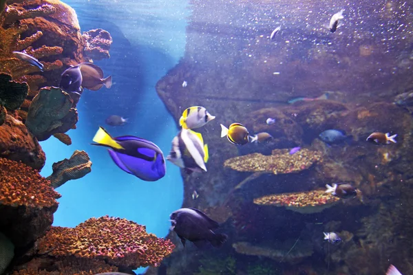 Akwarium z podwodny — Zdjęcie stockowe