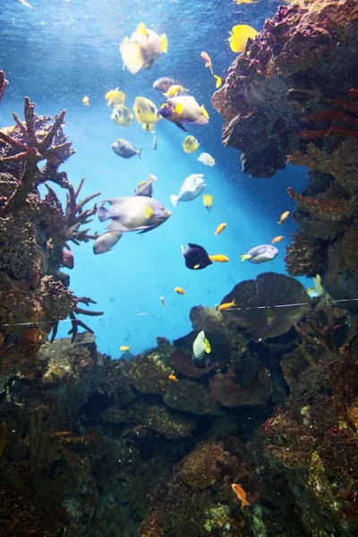 Aquarium mit Unterwasserleben — Stockfoto