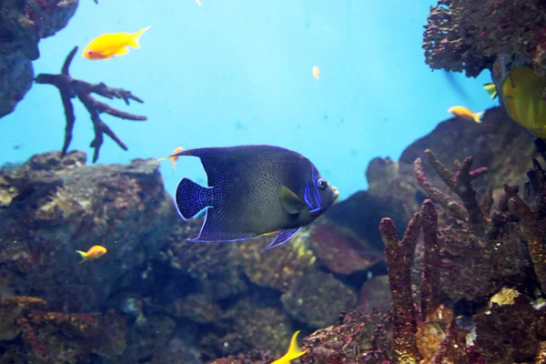 海底の生活水族館 — ストック写真